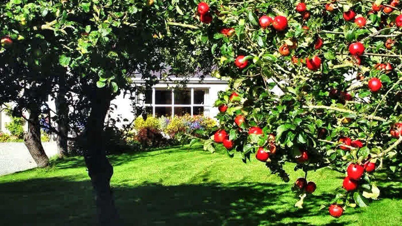 Перед домом просторная поляна фруктовый сад. Плодовый сад на даче. Яблоня плодовая дерево. Плодовые деревья а Витязево. Яблоневый сад в Ботаническом саду.